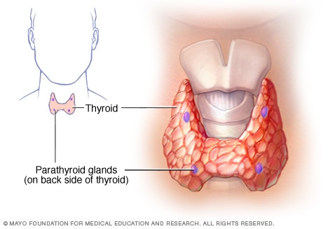 Unfortunately, the parathyroid is not naturally bright purple like this image depicts.